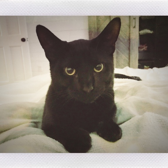 Meet your Posher, {Reagan, Hubby & Porter 🐱} - Picture 2 of 3